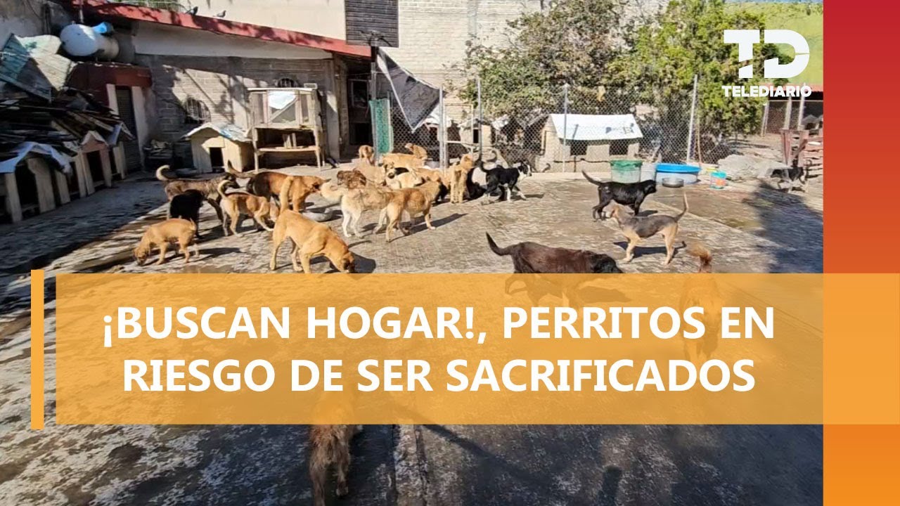 El 'Gringo de los Perros': el hombre que eligió a 200 canes como familia, murió en Zapopan