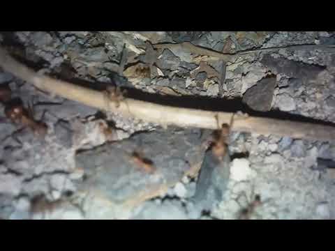 A Fascinante Vida da Formiga Saúva🍀🐜🐜🐜🌱🌿🌿🐜🌱🌱🌱🌱🌿🍀🐜🐜