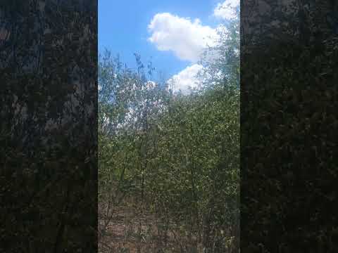 #Do Nordeste para o Mundo. #Curaca. #Bahia. #Nordeste. #Brasil.