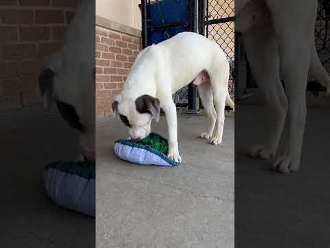 Skipper (139742), an adoptable Pit Bull Terrier Mix in Baton Rouge, LA_image-1