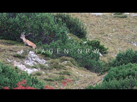Hirschjagd in den Tauern - Rotwildbrunft am Großglockner - jagenNRW