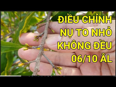 🔴 QBS22296 - CÁCH ĐIỀU CHỈNH NỤ TO NỤ NHỎ TRÊN CÙNG 1 CÂY MAI | THỜI ĐIỂM TÚT LÁ MAI VÀNG MIỀN BẮC