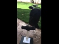 Atlas the Raven Scale Training