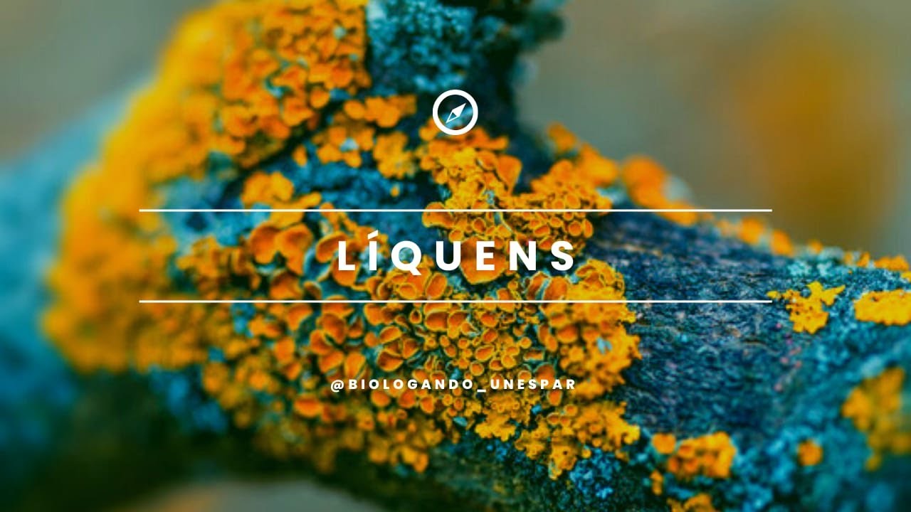 O que são LÍQUENS ?