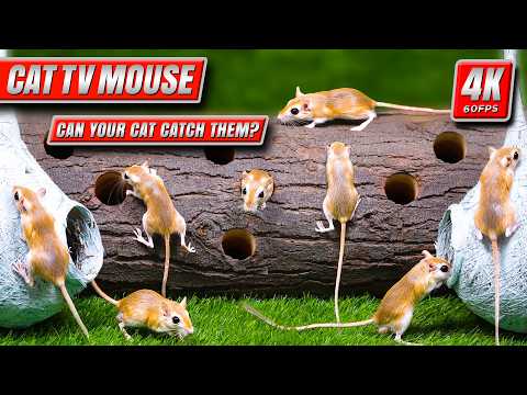 Cat TV Mouse — Real Mice & Gerbils Climb, Chase & Hide | 8 Hours Pure Cat Entertainment (4K 60FPS)