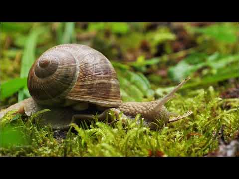 Nature Gift - Never give up