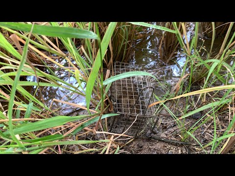 Trọng Nguyễn TV - đặt bẫy chuột đường mòn dính toàn hàng khủng 