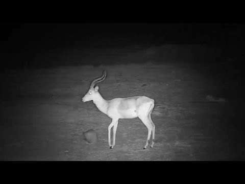 Djuma: Impalas grazing at night - 22:30 - 10/14/19