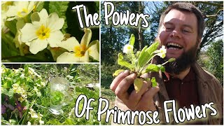 The Powers Of Primrose Flowers 🌸 Wild Edible & Medicinal Herbs (Primula Vulgaris)