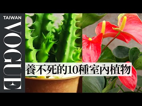 辦公室室內植物