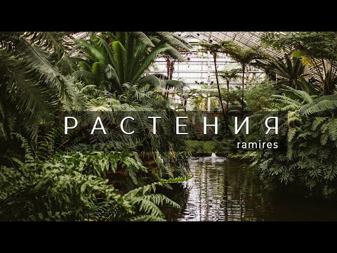 Ramires - Растения