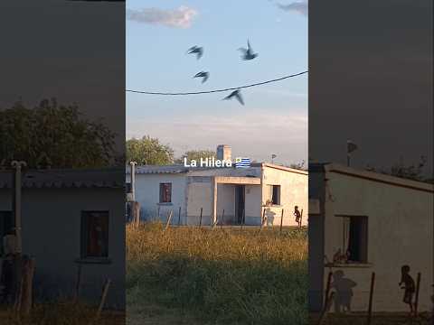 La Hilera ,  departamento de Tacuarembó , Uruguay 🇺🇾 . Videitos cultura uruguaya .