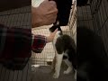 This Kitty S Blood Stained The Pavement After His Jaw Was Crushed By 2 Tons Of Steel
