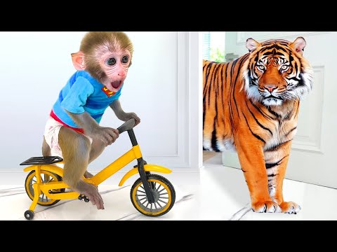 Monkey Baby Bon Bon Ride a Bike and eats watermelon with ducklings in the garden