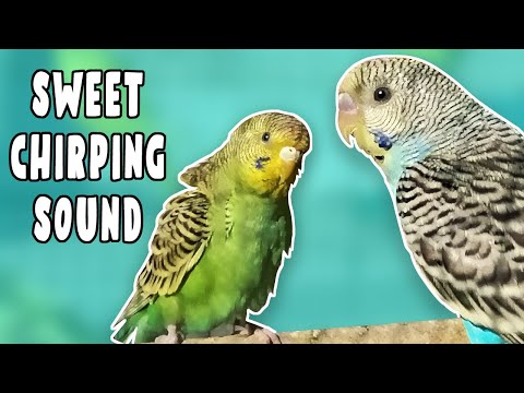 HAPPY BUDGIES SOUND 3 HOURS | HAPPY BUDGIES PLAYING, CHIRPING, SINGING AROUND | RELAXING BIRDS SOUND
