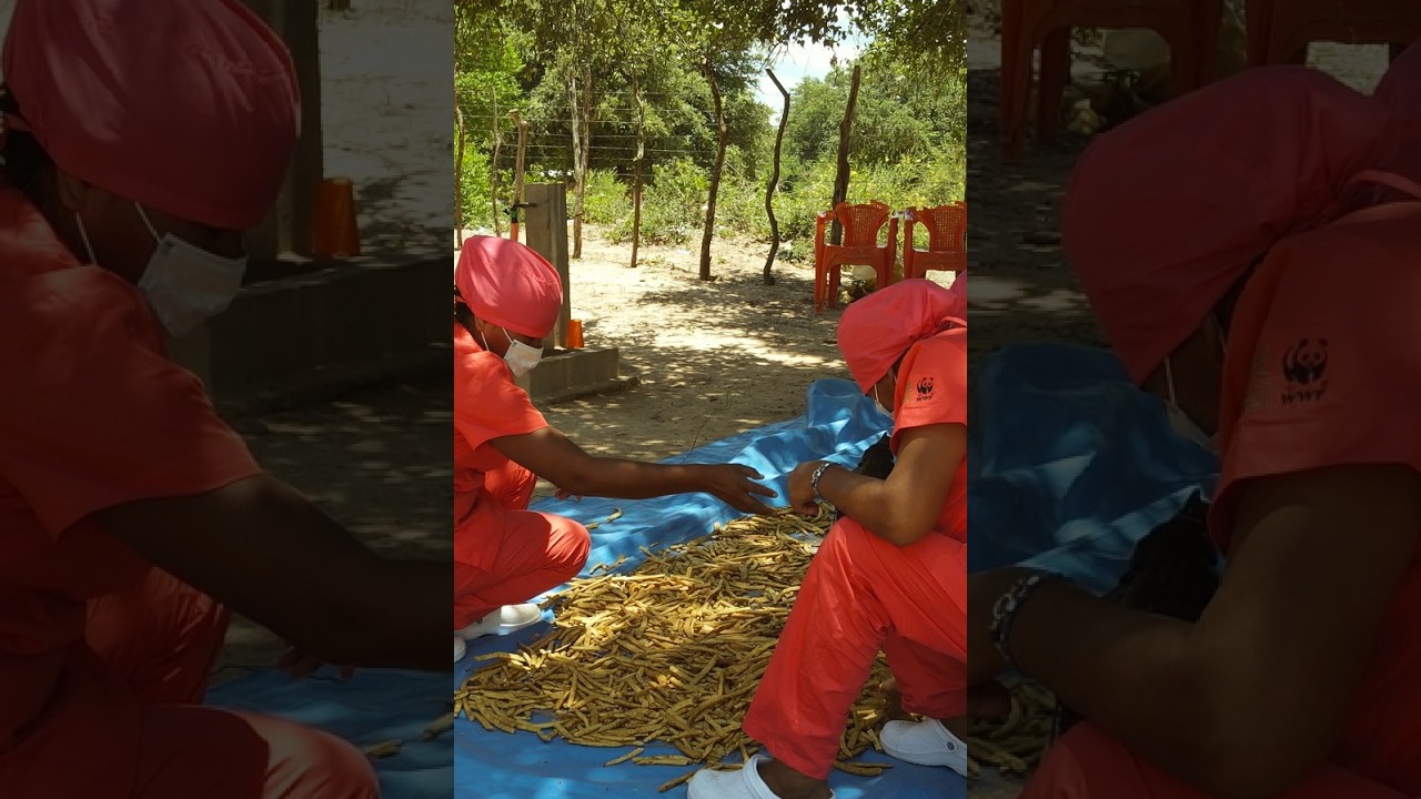 Harina de cupesí en Bolivia: mujeres de Ibasiriri transforman el bosque en oportunidades (1 min)