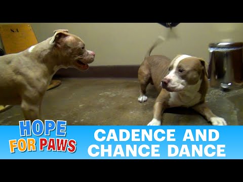 The Pit Bull Dance.   Please share. #senior