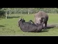 Rhino vs Buffalo Rare Fight