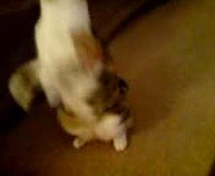 Cat Fight