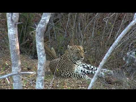 WE pay tribute to the great Leopard Queen of Djuma Karula!