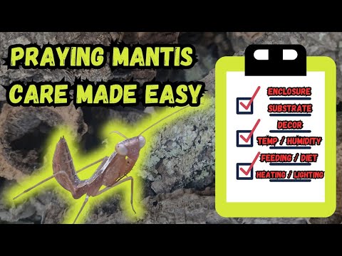 Praying Mantis Care & Setup Guide: Everything You Need To Know, Made Easy!