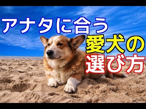 自分の犬の品種をどうやって知ることができますか?