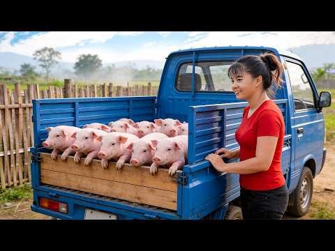 Selling 20 Piglets at the Market | 3-Wheeled Truck Transporting a Whole Herd!