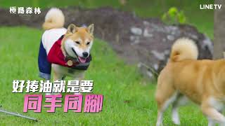 【極島森林】Afuri篇：萌柴熱情「抱大腿」，陳柏霖與好友們好氣又好笑！| LINE TV 共享追劇生活