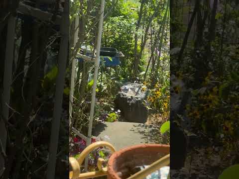 3月にコマドリを誘引する 花 水桶 巣箱 花 緑