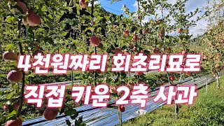 4천원 회초리묘목으로 직접 키운 2축 사과. 과연?