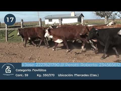 Lote Novillitos - Mercedes Ctes