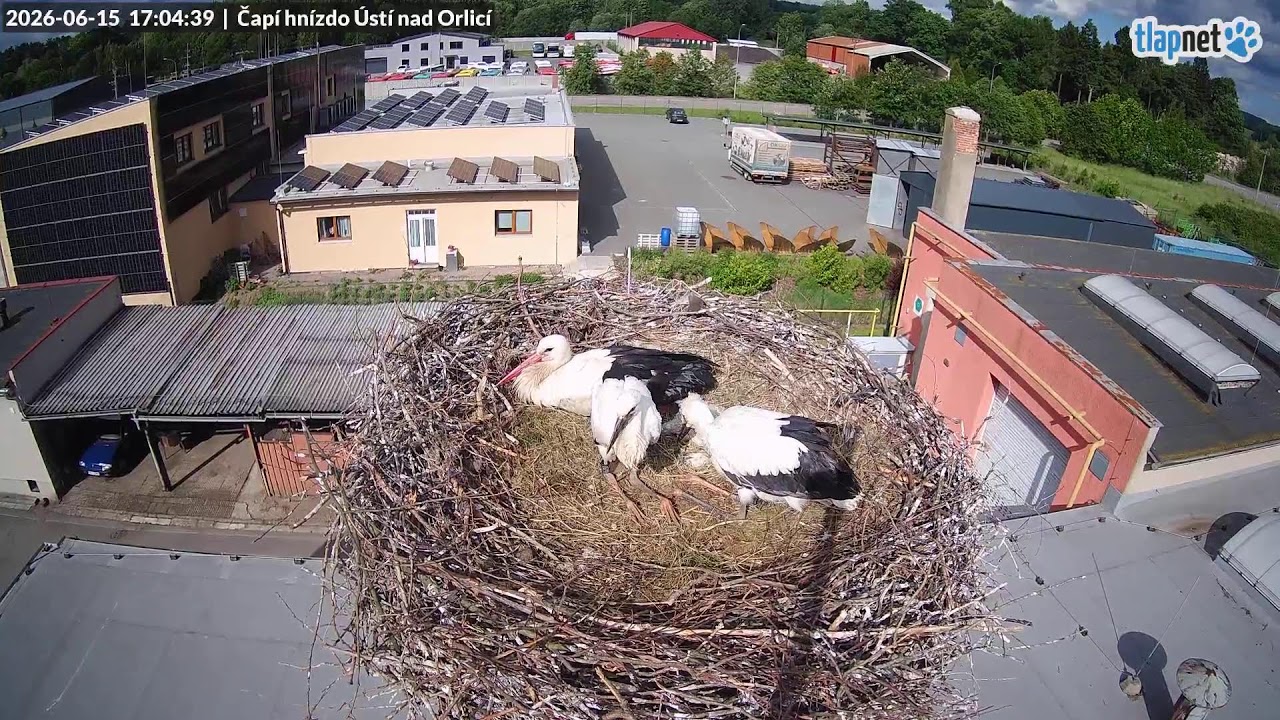 Live webcam view of White Stork Nest Cam, Ústí nad Orlicí