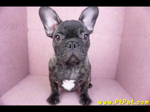 09/18虎斑色法國鬥牛母幼犬(屏東長治)