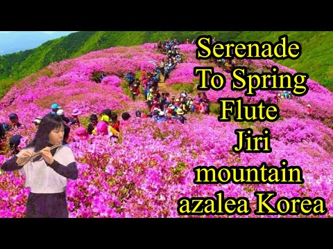 春の訪れをフルートで ―「Serenade to Spring」カバー