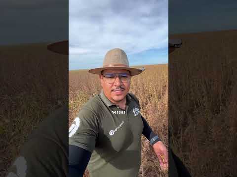 ALTA INCIDÊNCIA DE MOSCA-BRANCA | @rallydasafra