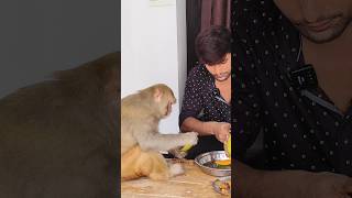 Download lagu monkey Rani eating the mango #youtubeshorts #shorts #ranivlogrbl mp3