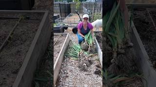 Massive GARLIC Harvest + Huge Onions are almost ready! 🧄#satisfying #garlic #youtubeshorts