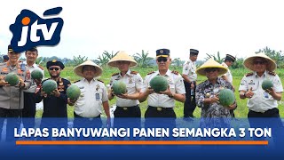 Download lagu PANEN RAYA DI LAPAS BANYUWANGI HASILKAN 3 TON SEMANGKA mp3