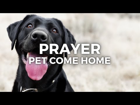 Prayer For Lost Pet To Return Home
