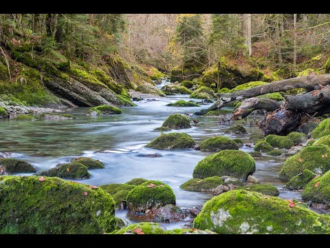 Orakel September 2021 Wasserzeichen (Fische, Krebs, Skorpion) - Gegenwind? Du schaffst das!