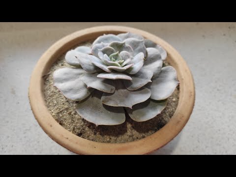 S03.04. Kövirózsa & Gyömbér ültetése