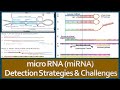MicroRNAs MiRNAs Detection Strategies And Challenges