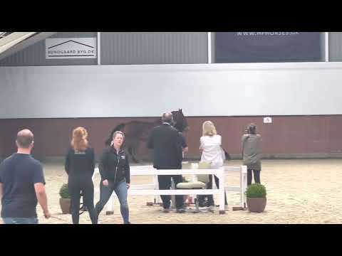 HP Vin Santo (Vivaldon x Furstenball x Florencio)