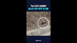 늑구 여기 있대요!! 실시간 위치 추적 '늑구맵' #shorts