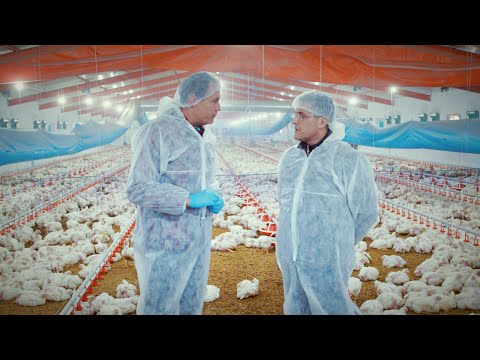 Piliçler nasıl bu kadar hızlı büyüyor, ne zaman kesiliyor?