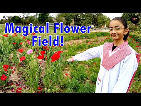 Randomly Found a Poppy Flower Field! 🌺 | Nature’s Hidden Gem! 🌿, Rania's Vlog.
