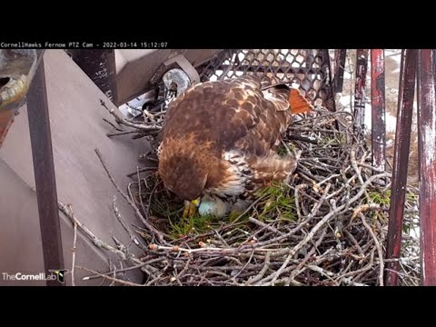 Big Red Lays First Egg Of 2022 Cornell Hawk Breeding Season! – March 14, 2022