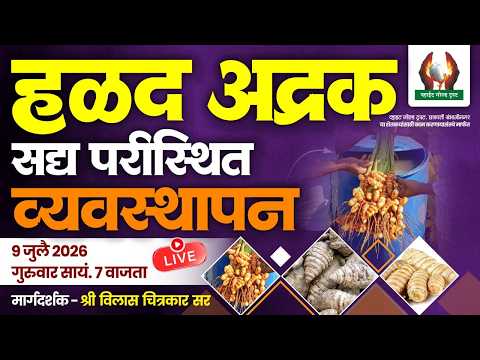 हळद अद्रक सद्य परीस्थित व्यवस्थापन