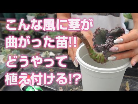 多肉植物を屋外に植える時期はいつですか?それらをうまく植えて維持するにはどうすればよいでしょうか？  庭園