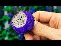 STRANGEST Hybrid Fruits In The World! STRANGEST Hybrid Fruits In The World!
